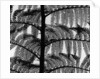 Fern by Anonymous