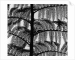 Fern by Anonymous