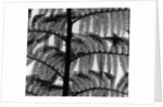 Fern by Anonymous