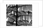 Fern by Anonymous