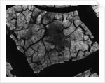 Cracked Mud by Anonymous