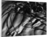 Branches in Sand by Anonymous