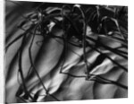 Branches in Sand by Anonymous