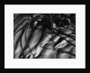 Branches in Sand by Anonymous