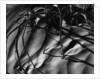 Branches in Sand by Anonymous
