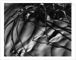 Branches in Sand by Anonymous