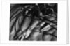 Branches in Sand by Anonymous