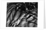 Branches in Sand by Anonymous