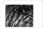 Branches in Sand by Anonymous