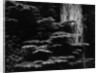 Redwood Tree, California, 1964 by Anonymous