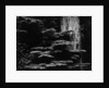 Redwood Tree, California, 1964 by Anonymous