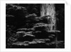 Redwood Tree, California, 1964 by Anonymous
