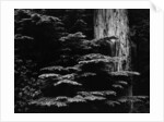 Redwood Tree, California, 1964 by Anonymous