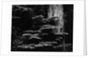 Redwood Tree, California, 1964 by Anonymous