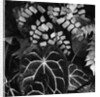 Leaves by Anonymous