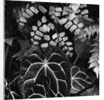 Leaves by Anonymous
