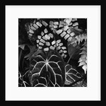 Leaves by Anonymous