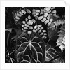 Leaves by Anonymous