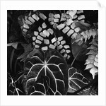 Leaves by Anonymous
