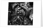 Leaves by Anonymous