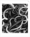 Kelp by Anonymous