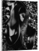 Kelp by Anonymous