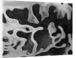 Liquid Abstraction, California, 1956 by Anonymous