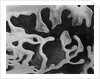 Liquid Abstraction, California, 1956 by Anonymous