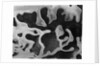 Liquid Abstraction, California, 1956 by Anonymous