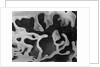 Liquid Abstraction, California, 1956 by Anonymous