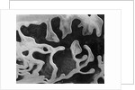 Liquid Abstraction, California, 1956 by Anonymous