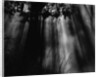 Sunbeams in Trees by Anonymous