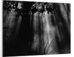 Sunbeams in Trees by Anonymous
