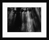 Sunbeams in Trees by Anonymous