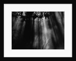 Sunbeams in Trees by Anonymous