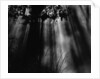 Sunbeams in Trees by Anonymous