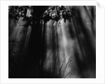 Sunbeams in Trees by Anonymous