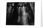 Sunbeams in Trees by Anonymous