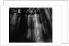 Sunbeams in Trees by Anonymous