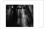 Sunbeams in Trees by Anonymous