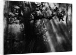 Sunbeams in Trees by Anonymous