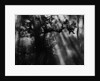 Sunbeams in Trees by Anonymous