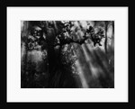 Sunbeams in Trees by Anonymous
