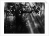 Sunbeams in Trees by Anonymous