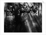 Sunbeams in Trees by Anonymous