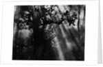 Sunbeams in Trees by Anonymous