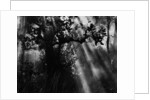 Sunbeams in Trees by Anonymous