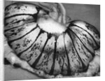 Jellyfish, California, 1967 by Anonymous