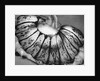 Jellyfish, California, 1967 by Anonymous