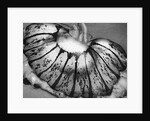 Jellyfish, California, 1967 by Anonymous